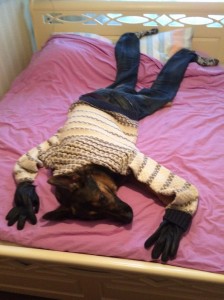 Create meme: cat, sweater for dogs, animals