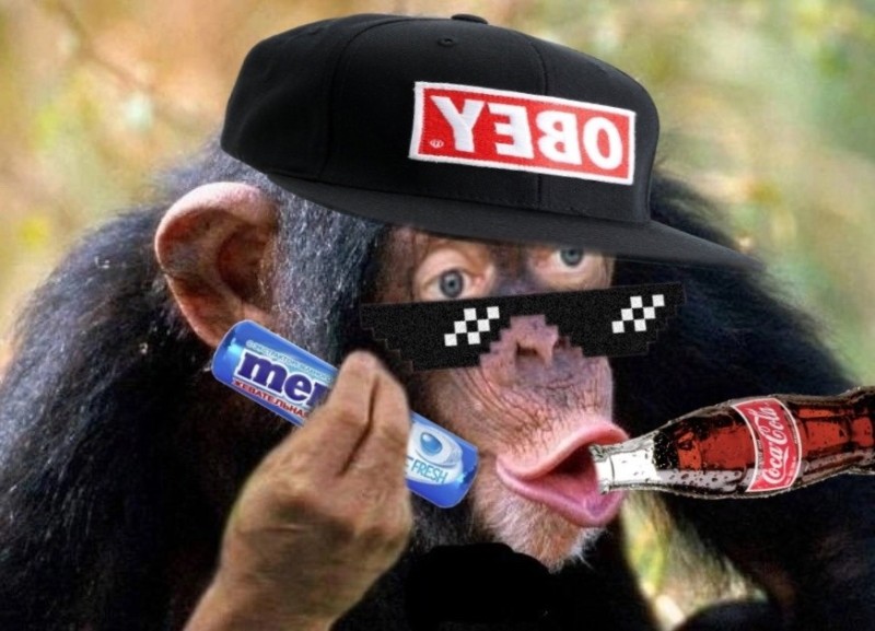 Создать мем: обезьяна макака, обезьяны шимпанзе, шимпанзе мем