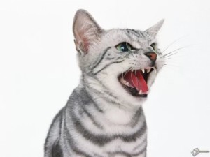 Create meme: the domestic cat, funny cat, crazy cat