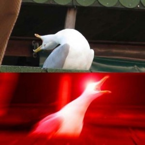 Create meme: picture of a goose a deep breath hoooooooooly, screaming Seagull meme, meme goose deep breath