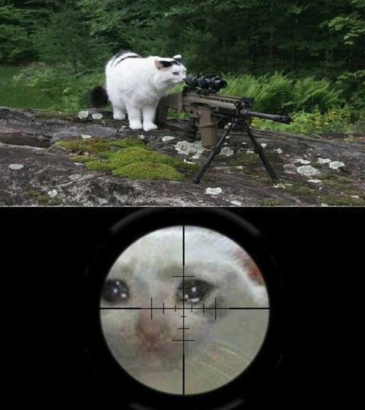 Create meme: sniper , sniper rifle cat, animal in sight