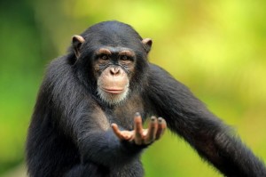Create meme: Bonobo chimp, female chimpanzee, monkey chimp