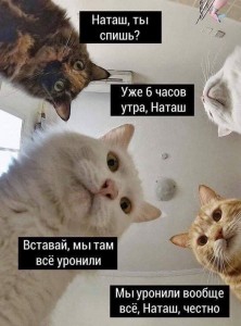 Создать мем: мемы с котами и наташей, кошачьи мемы, мемы с котами