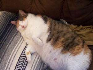 Создать мем: толстый кот дрыхнет, толстый котик, жирный котик