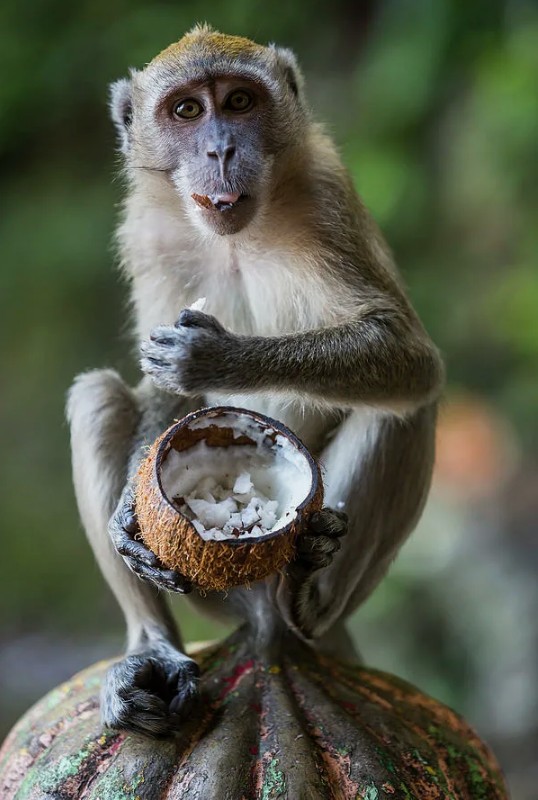 Create meme: monkey with coconut, monkey with coconut, monkey 