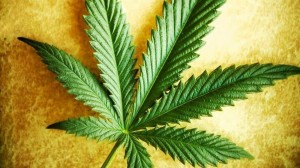 Create meme: grass hemp, photo of cannabis leaf, hemp
