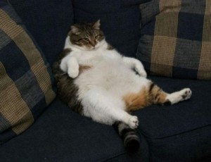 Create meme: bloated cat, fat cat, a fat lazy cat
