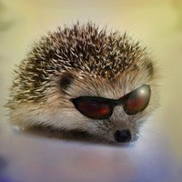 Create meme: hedgehog, hedgehogs, jozhik