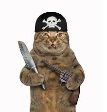 Create meme: cat pirate, pirate cat, cat 