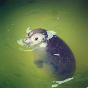 Создать мем: cuteness, водные животные, baby seal
