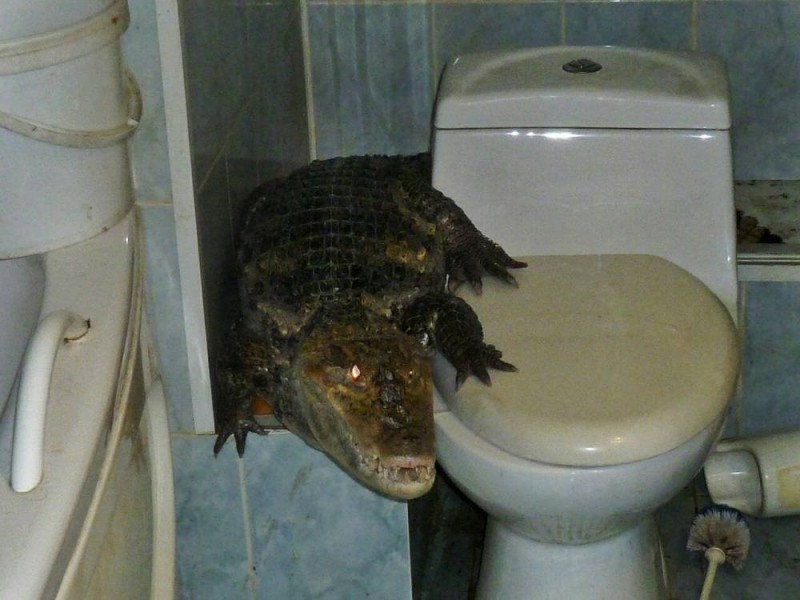 Создать мем: аллигатор крокодил, домашний крокодил, домашние крокодилы