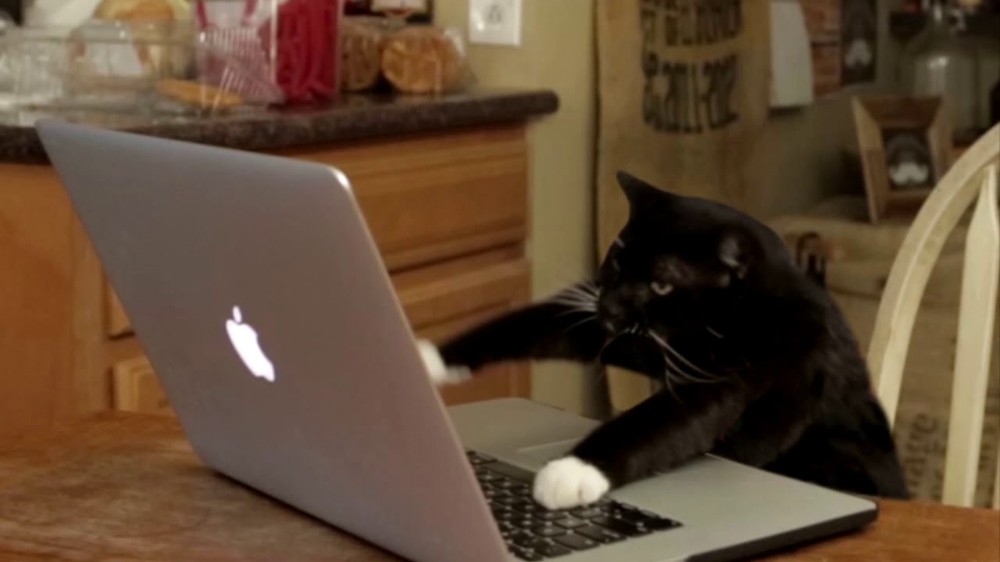 Создать мем: мем кошка за клавиатурой, кот печатает на клавиатуре, черный кот за компьютером