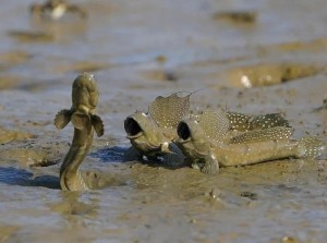 Create meme: Fish, mudskipper shouts, mangrove mudskipper