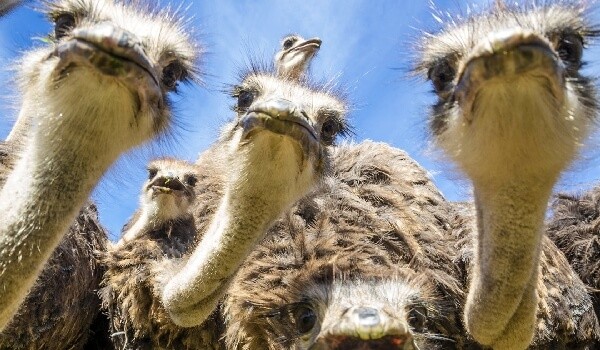 Create meme: ostrich head, African ostrich, ostrich bird