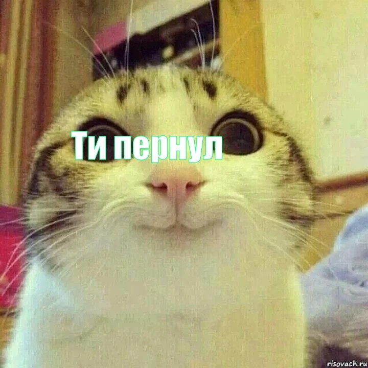Create meme: meme happy cat, cat meme , seals 