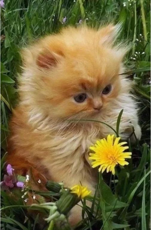 Create meme: kittens are fluffy , kitten redhead, good morning kittens