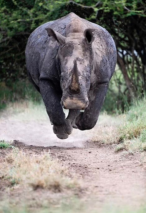 Create meme: Rhino , The ferocious rhinoceros, african rhinoceros
