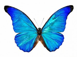Создать мем: голубая бабочка стикер, бабочка морфо, бабочка синий металлик