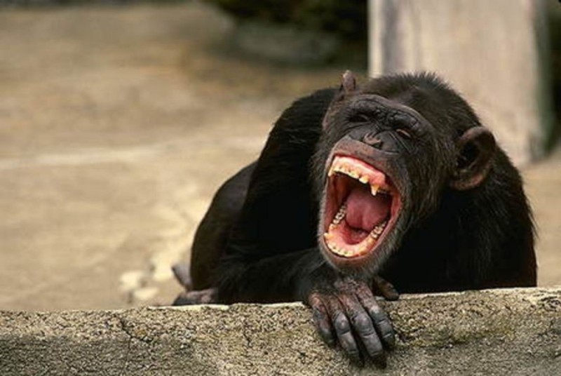 Create meme: chimpanzee teeth, laughing monkey, grin monkey