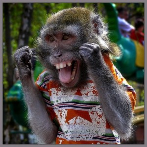Создать мем: улыбка обезьяны, восторг обезьянки, ну все осталось нырнуть