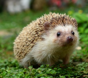 Create meme: hedgehog ulibaysya, animals hedgehog, hedgehog