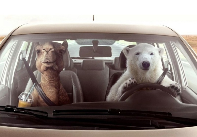 Create meme: polar bear , a polar bear in a car, bear driving