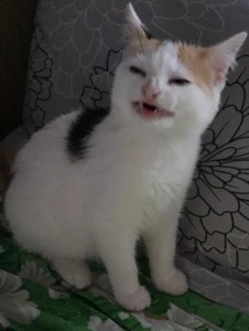 Создать мем: мемный белый кот, кот, Турецкий ван