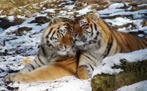 Создать мем: tiger, тигрица, siberian tiger