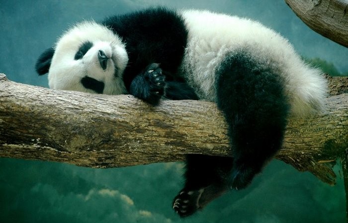 Create meme: giant Panda , Panda on the tree , the giant Panda 