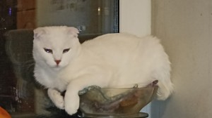 Создать мем: турецкая ангора кошка, белая кошка, кошка