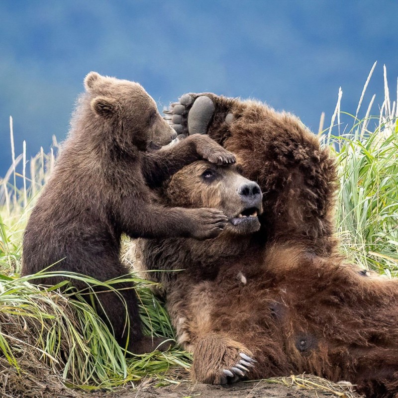 Создать мем: медведь гризли детеныш, медведь медведь, медведь медвежонок