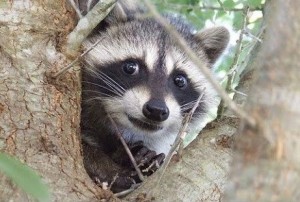 Create meme: curious raccoon, raccoon animal, animals raccoon