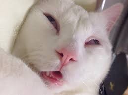 Create meme: sleepy scary cat, sleepy cat, cats are funny