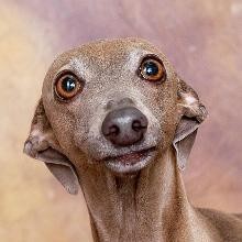 Create meme: Italian Greyhound