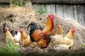 Create meme: moscow rooster hay, laying hens, a rooster in a chicken coop