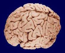 Создать мем: головной мозг человека фото, brain, искусственный мозг