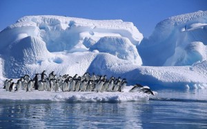 Создать мем: лед, стая пингвинов, пингвины антарктики