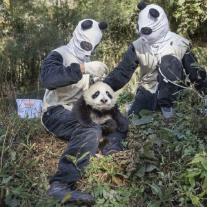 Создать мем: фильм панда бандит, опасная панда, панда