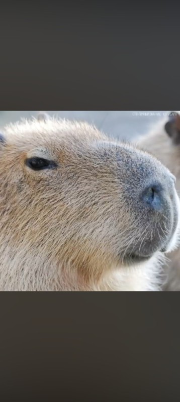 Create meme: morning capybara, capybara animal, capybara is funny
