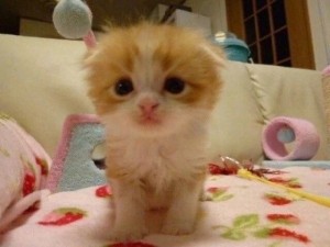 Создать мем: котята милые, котики породы, персидская кошка