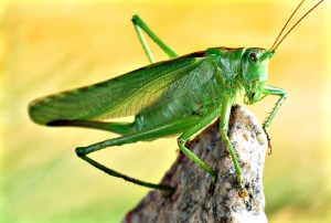 Create meme: grasshopper green, grasshopper large, grasshopper