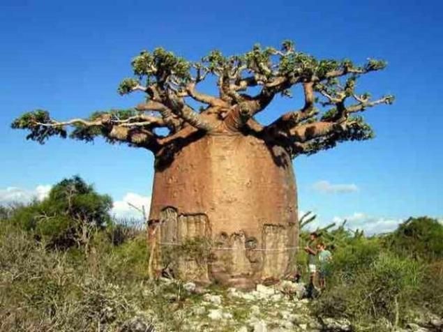 Создать мем: самое толстое дерево в мире баобаб, баобаб австралийский, баобаб