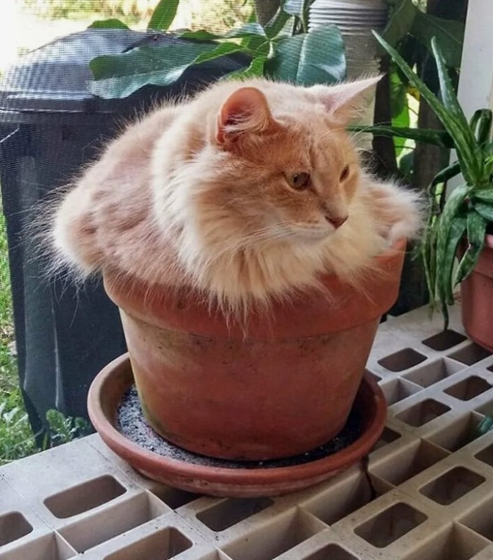 Create meme: the potted cat, a cat in a flower pot, a cat in a flower pot