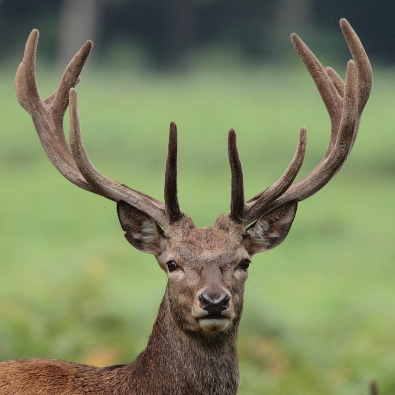 Create meme: red deer maral raisin, deer maral, horned deer