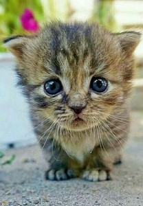 Create meme: kittens are little, kittens, adorable kittens