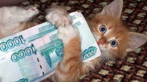 Создать мем: кот для случаи без денег., коты приколы, котята смешные