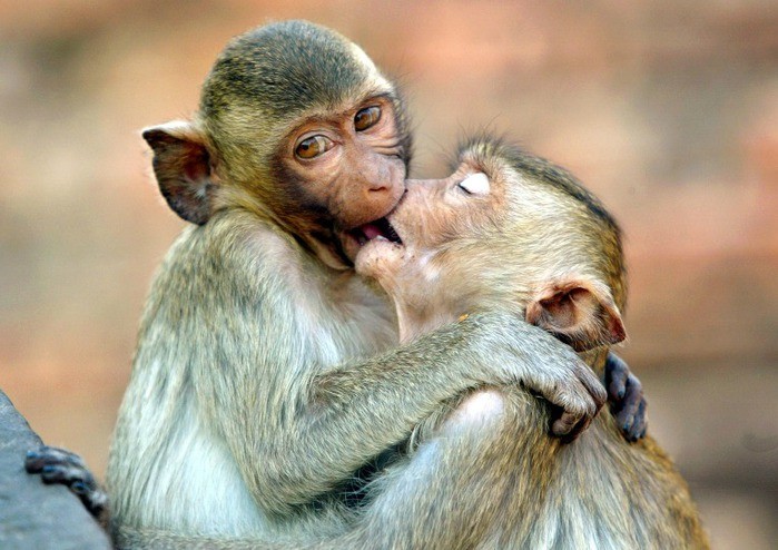 Создать мем: спящие обезьяны, обезьяна целует, две мартышки