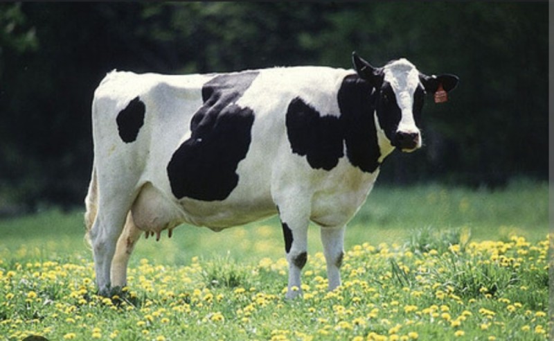 Create meme: Holstein breed of cows characteristics, breed of cows Holstein, Dutch cattle breed