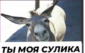 Create meme: donkey, donkey, the muzzle of a donkey