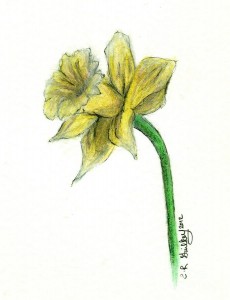 Create meme: drawings with pencils colored Narcissus, daffodils watercolor sketch, daffodil Botanical drawing